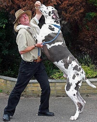Perro enorme parándose con su dueño Perro enorme parándose con su dueño