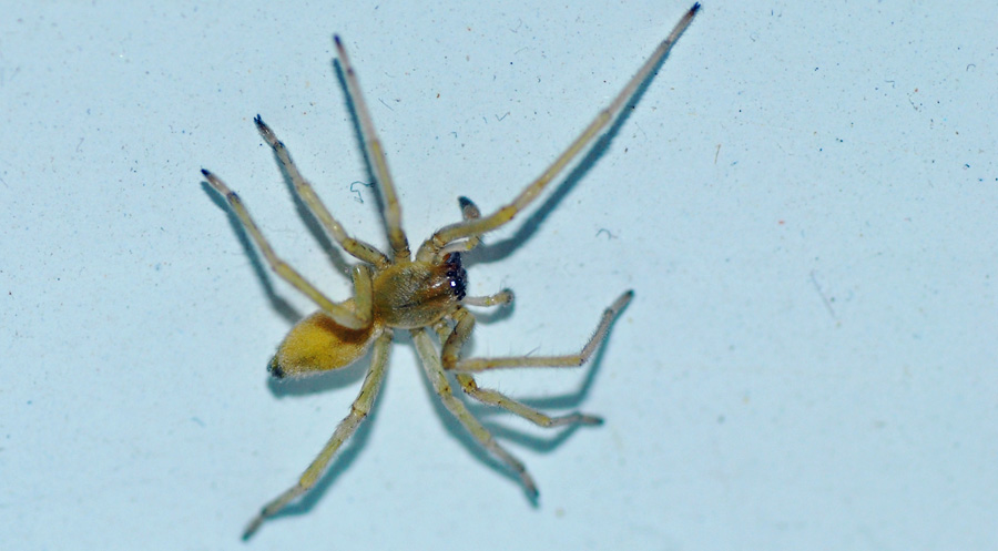 Yellow Sack Spider