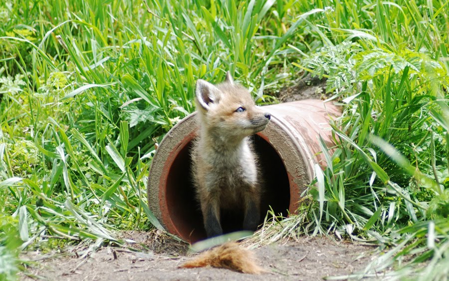 Explore Missouri Red Fox