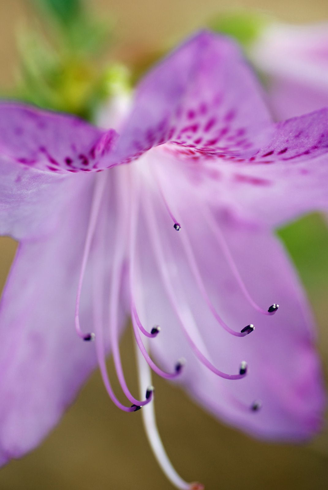 [azalea.jpg]