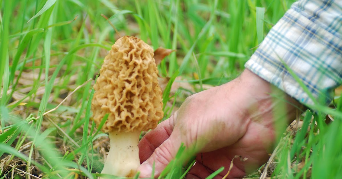 Explore Missouri Giant Morel