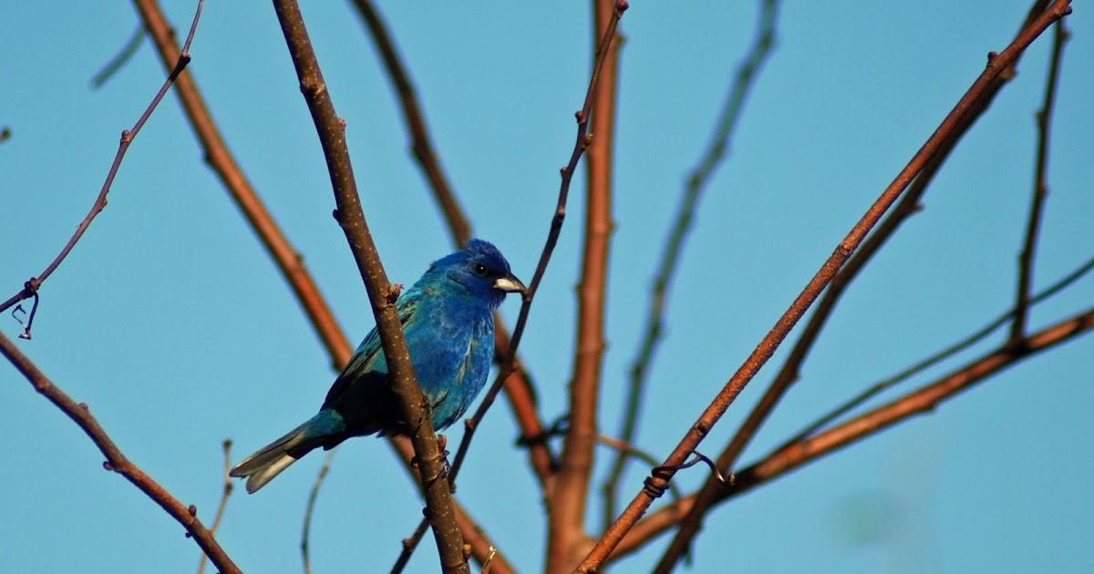 Explore Missouri Indigo Bunting