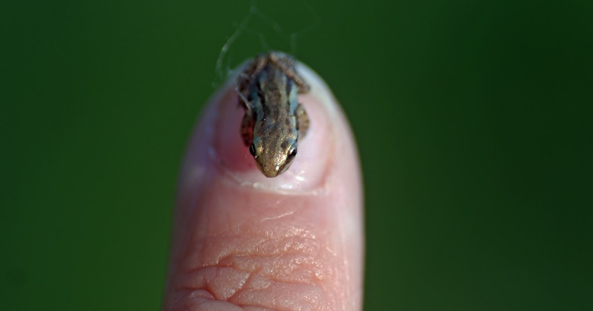 Explore Missouri Boreal Chorus Frog