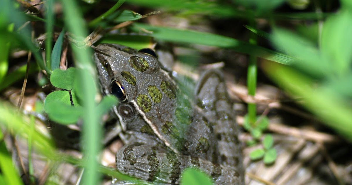Explore Missouri Plains Leopard Frog