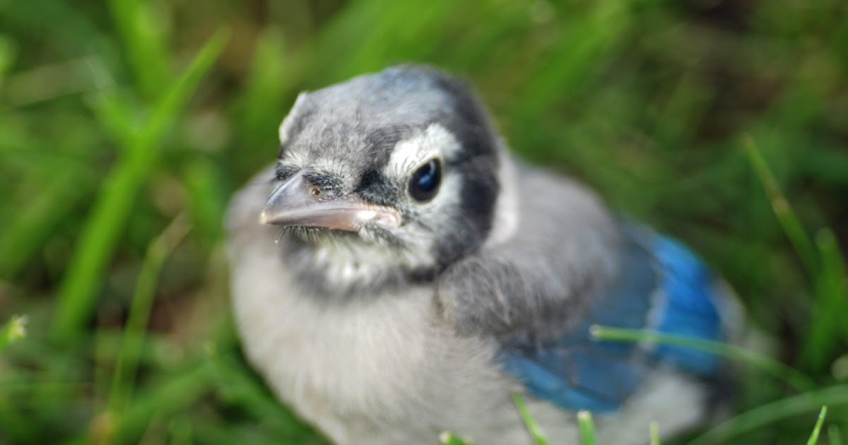 Explore Missouri: Baby Blue Jay