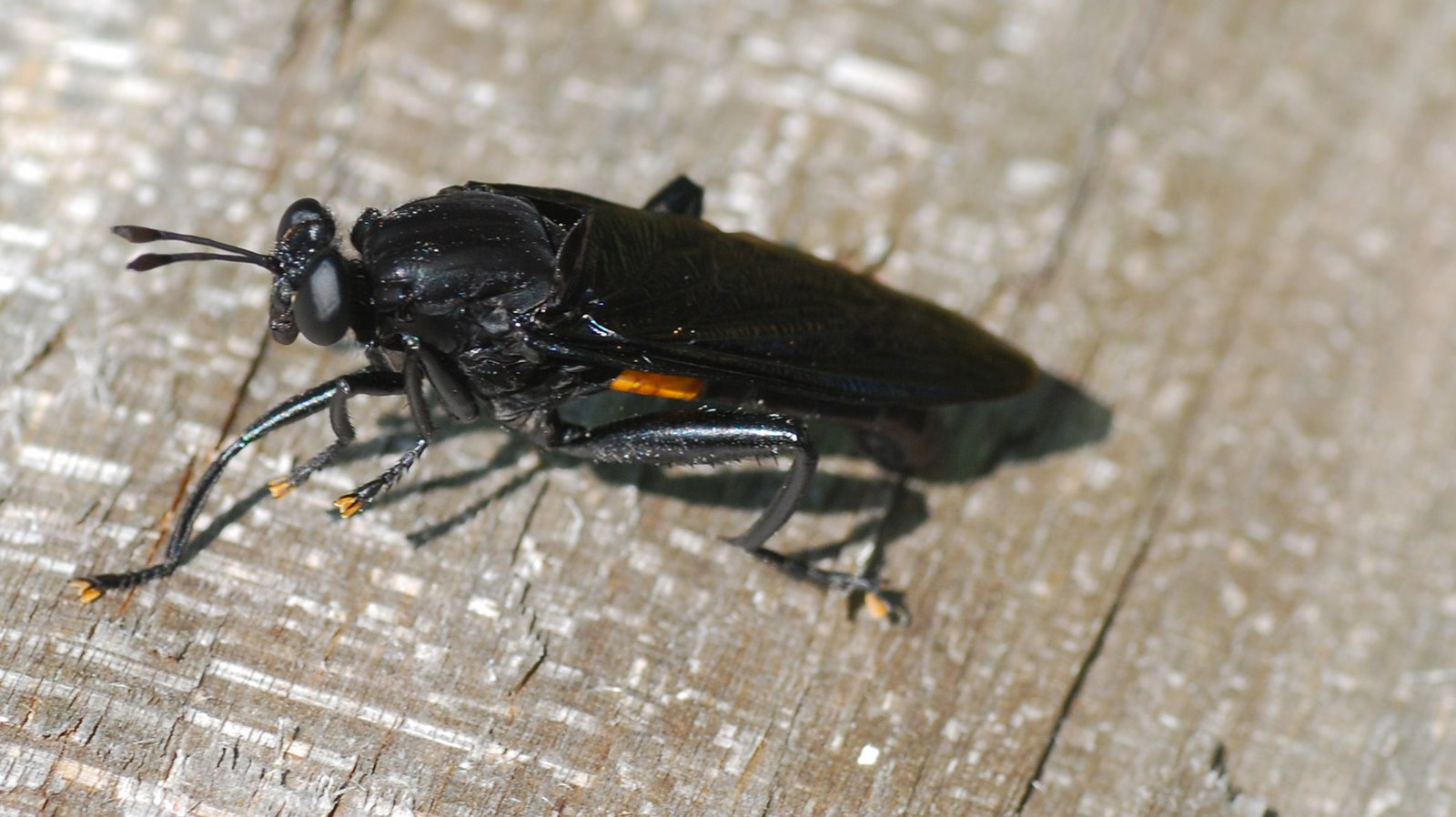 [black+fly.jpg]