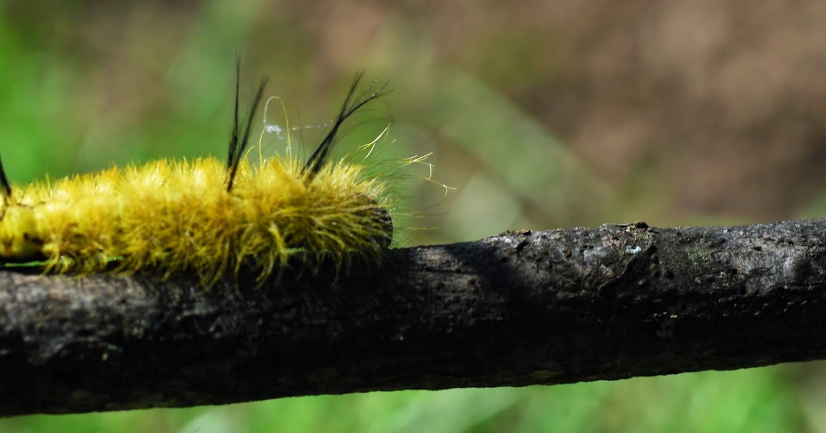 MObugs 5th Tennessee ArthropodAmerican Dagger Moth