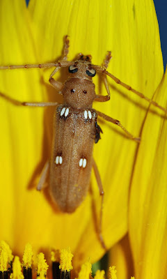 Mobugs Ivory Marked Beetle