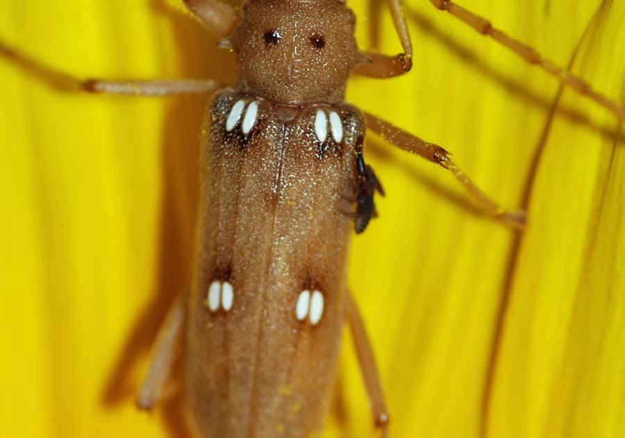 Mobugs Ivory Marked Beetle