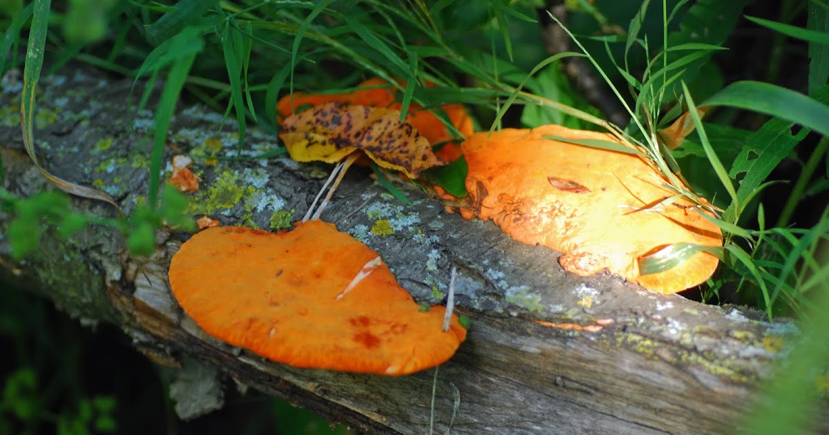 Explore Missouri Another Shelf Mushroom