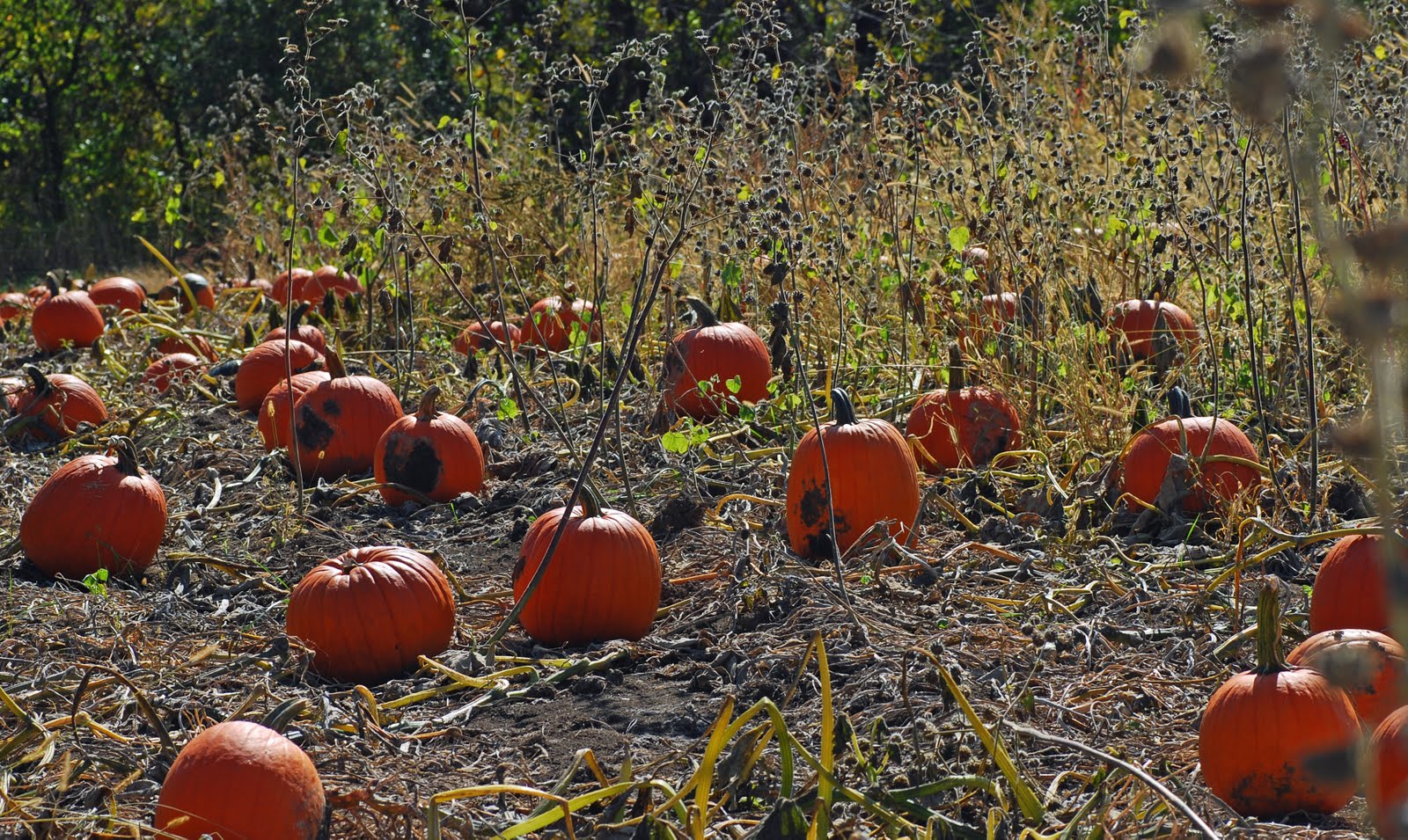 [pumpkin+patch.jpg]