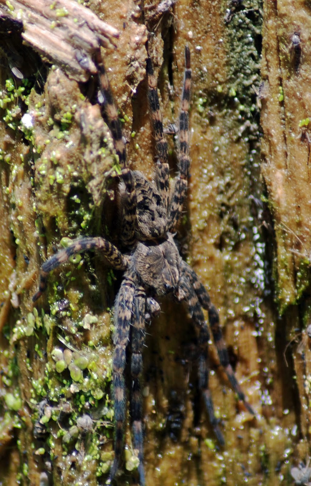 MObugs Fishing Spider