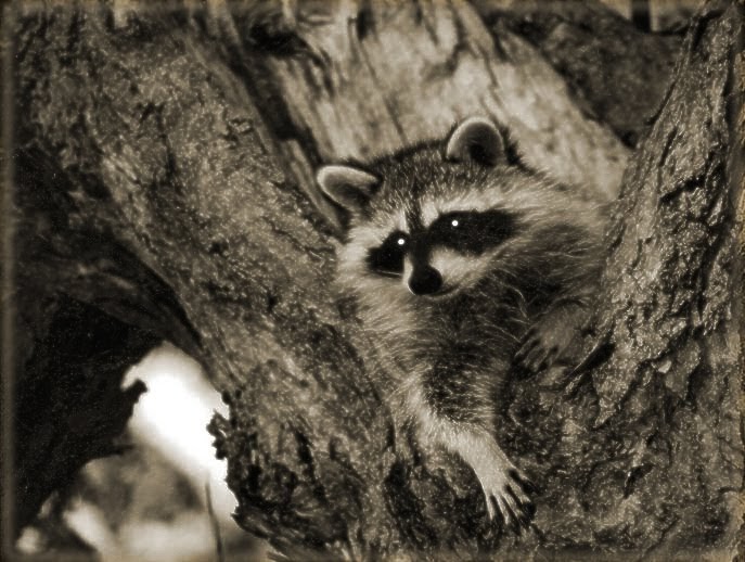 Explore Missouri Rascal