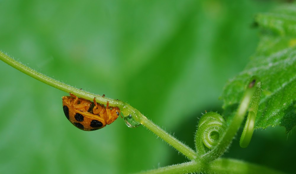 MObugs Squash Lady Beetle