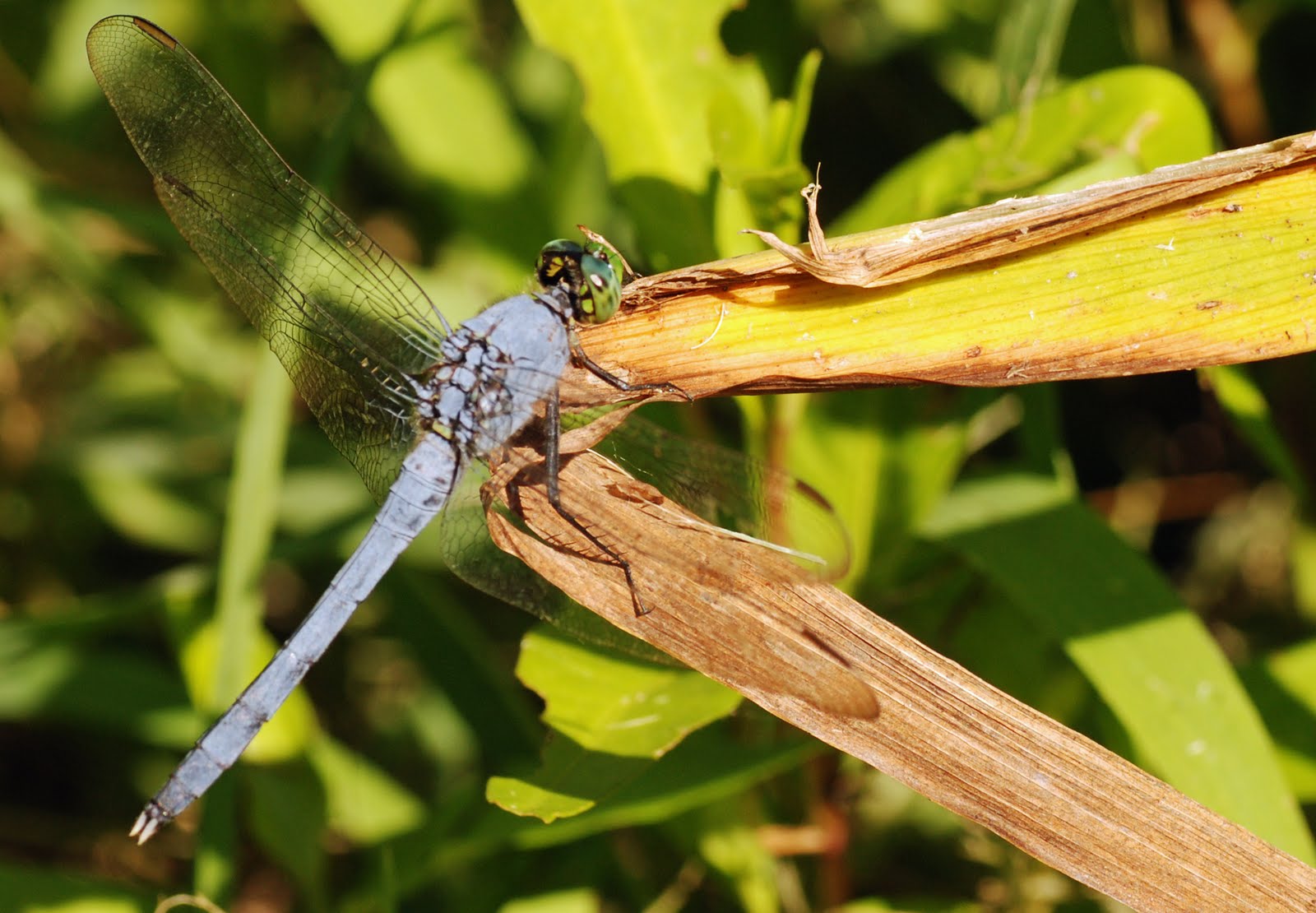 Dragonfly+wingspan