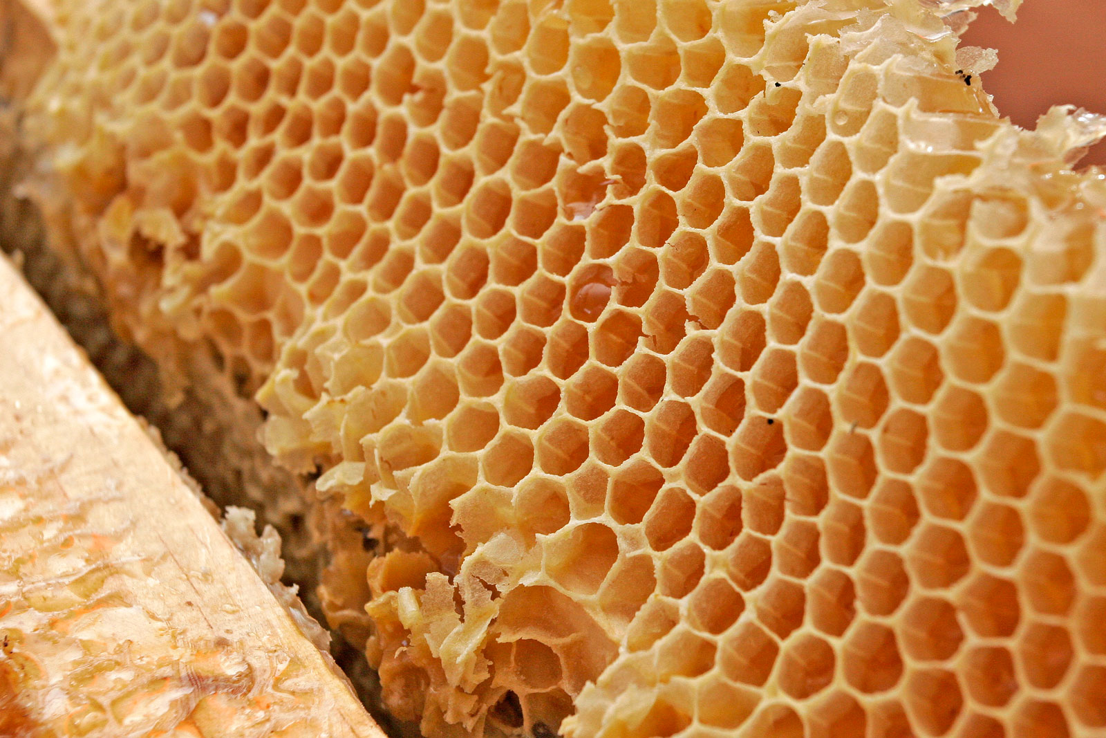 http://4.bp.blogspot.com/_OsidO2UbunA/TGAh6FDNDBI/AAAAAAAAC3A/DqOUjWSGxXg/s1600/Honey_comb02.jpg