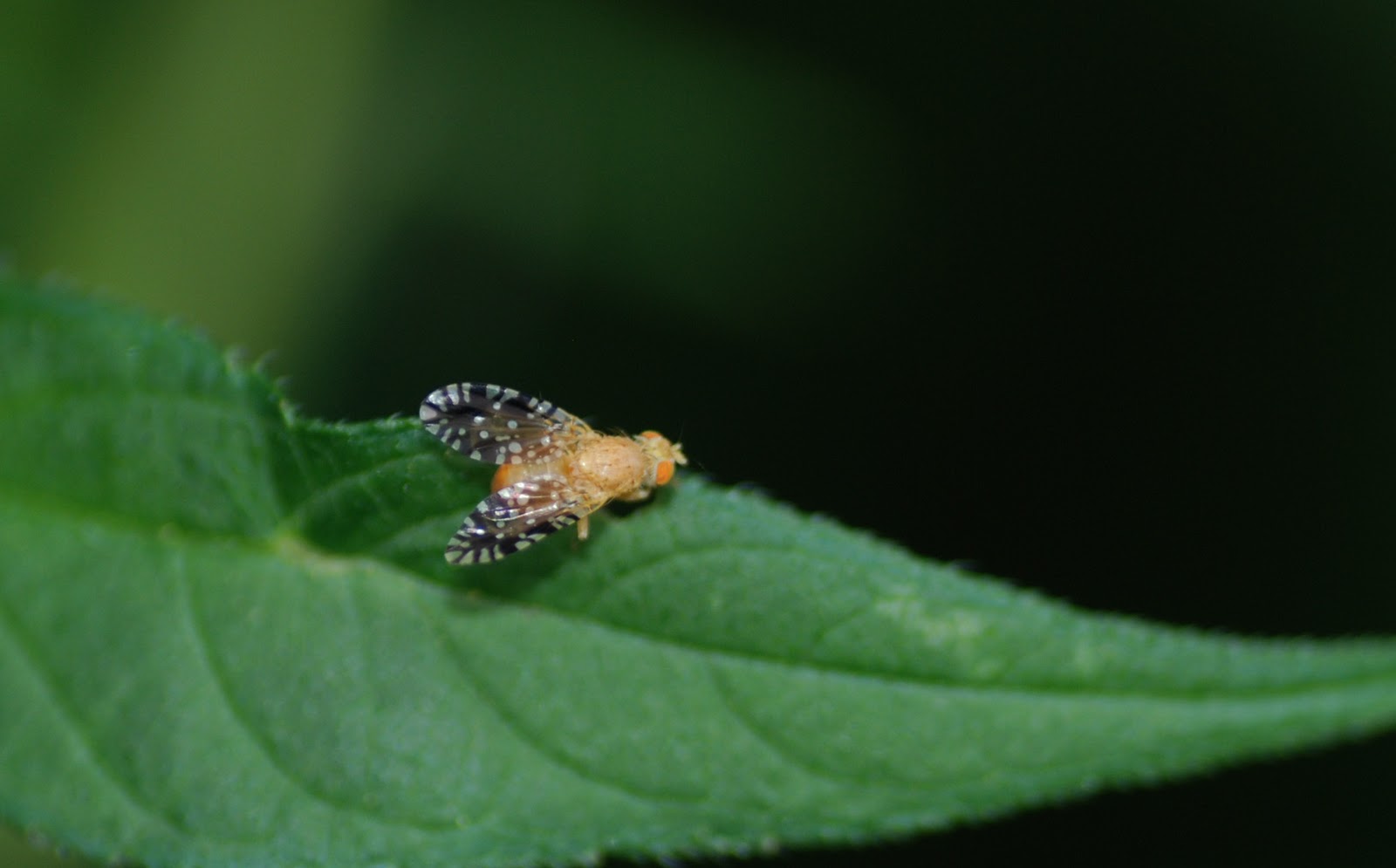 fruit fly Take back your fruit bowl with these six clever strategies to kill fruit flies. fruit fly Take back your fruit bowl with these six clever strategies to kill fruit flies.