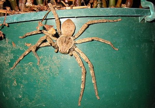 THE SPIDER from Lord of