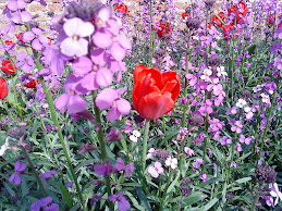 blooming Hampton Court flowers.