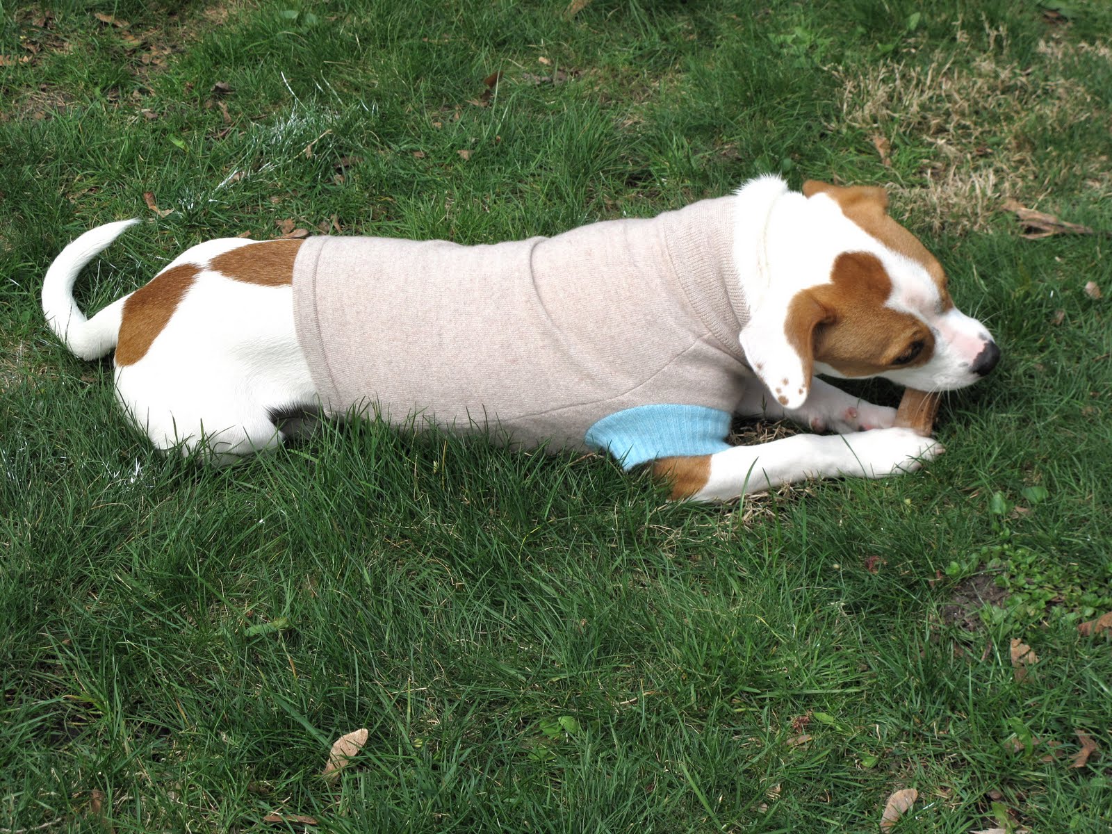 Resweater: Tutorial Tuesday - easy dog sweater