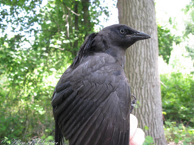 common grackle male. common common grackle. common grackle male. common