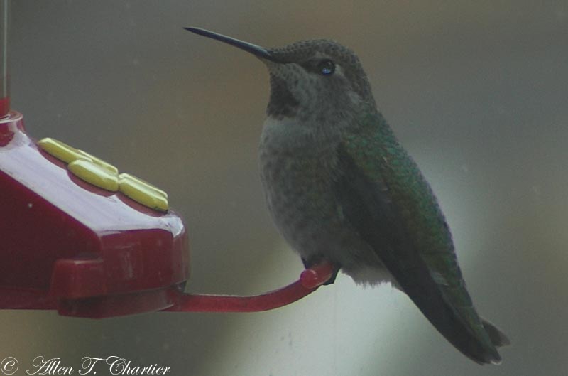 michigan hummingbird guy three december hummingbirds in michigan hummingbird guy three december hummingbirds in