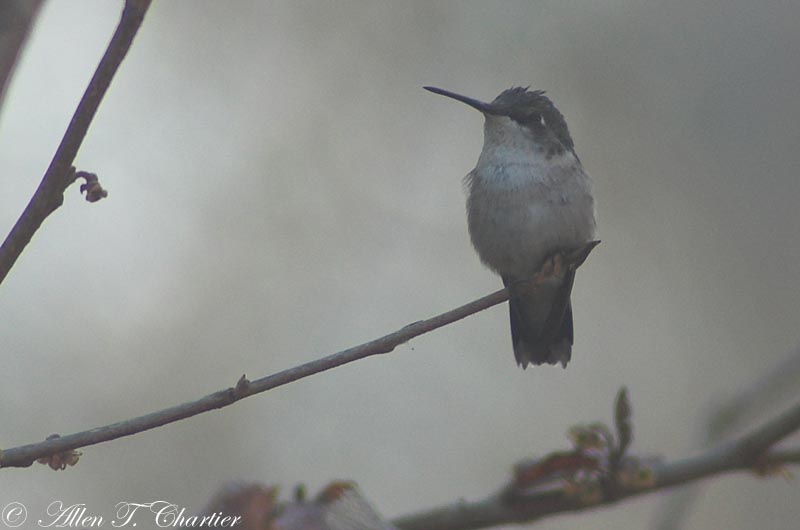 michigan hummingbird guy three december hummingbirds in michigan hummingbird guy three december hummingbirds in
