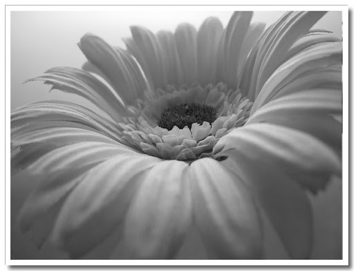 Blomma svartvit 3