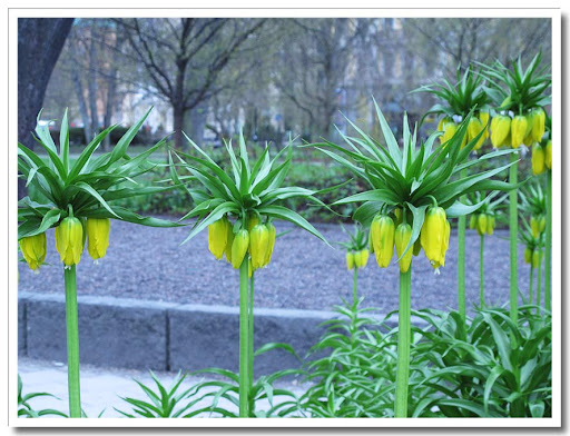 Konstiga blommor i Berzelii park