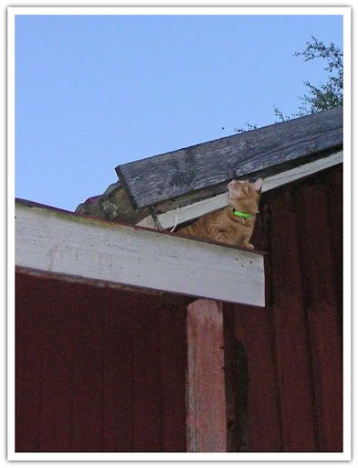 Stackars katt som inte kan komma ner