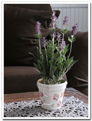 Lavendel med fixad kruka
