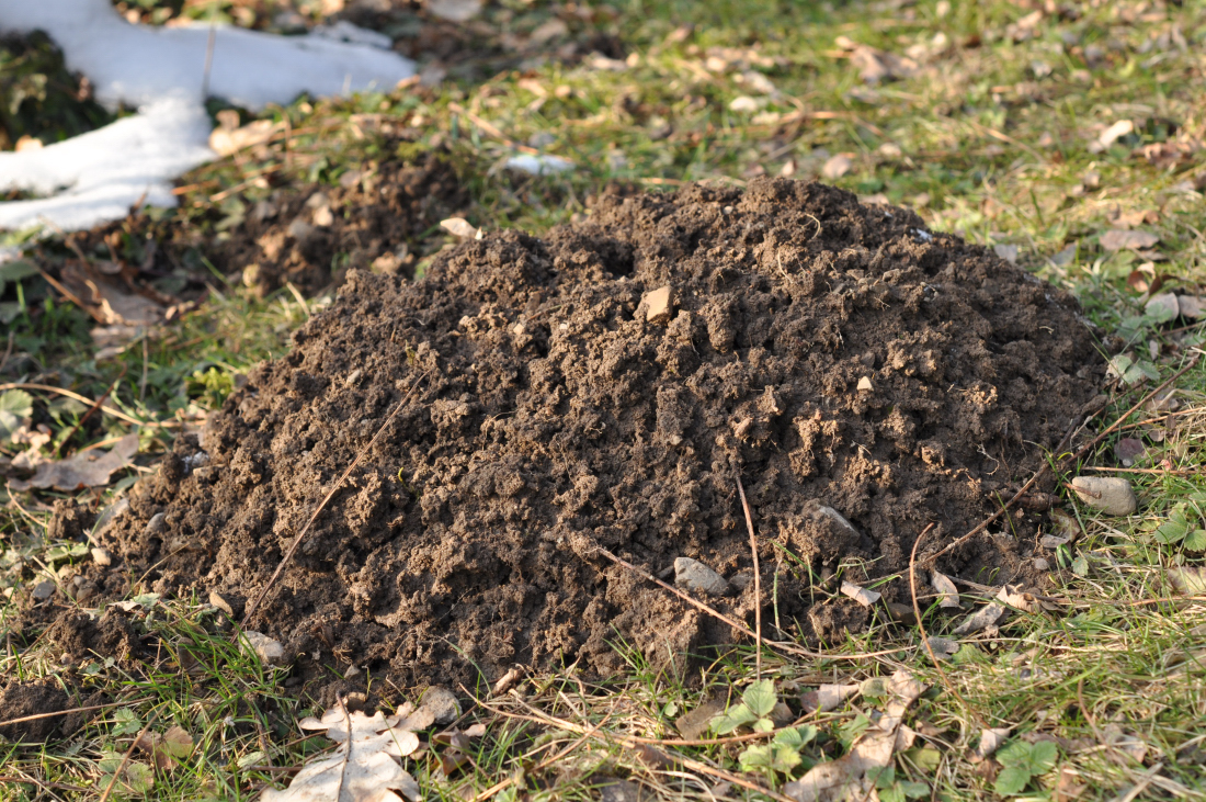 Wilder Garten Aus einem Haufen Dreck