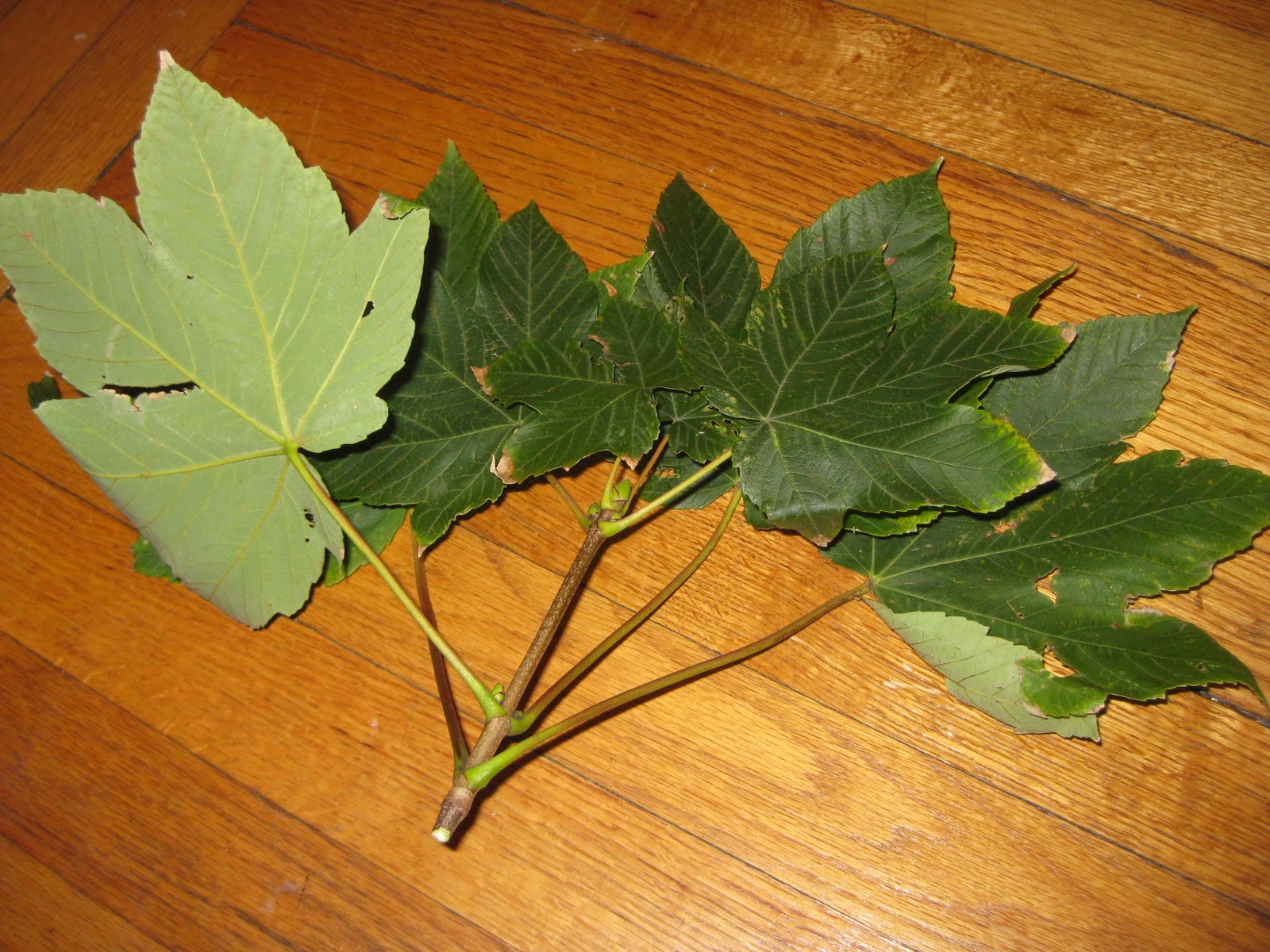 Trees Sycamore maple