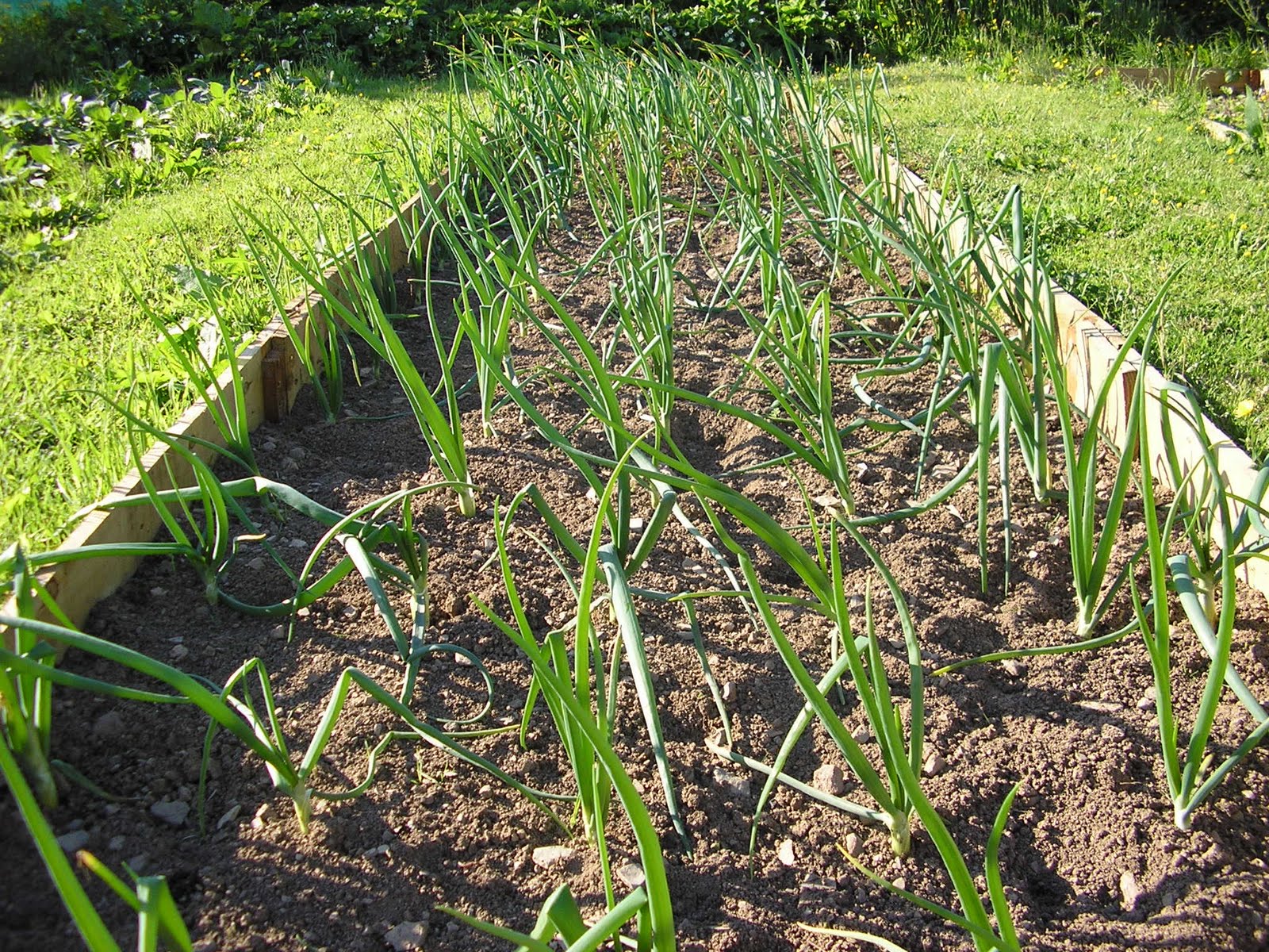 The Great Onion Harvest