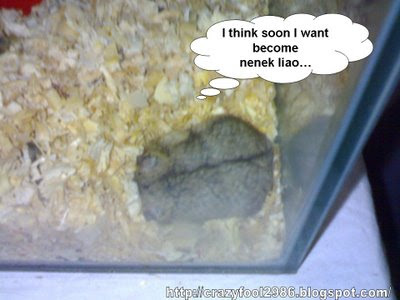 Hamster Eating Babies