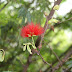primavera aborrecente