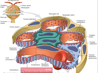 Glomerulus Diagram Glomerulus Diagram