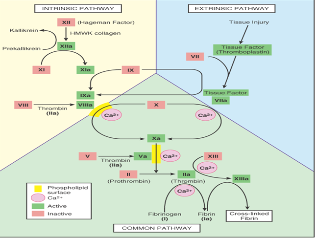 mbbs medicine humanity first coagulation disorders christmas factor deficiency