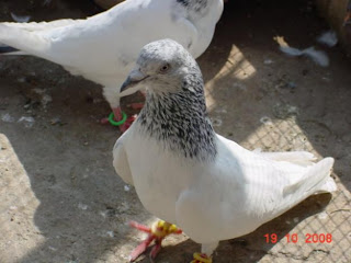 Lahori+Kabotar Motiyaan Walay Kabootar ~ Kabootar Baaz | Pakistani Tipplers | Pigeons ...