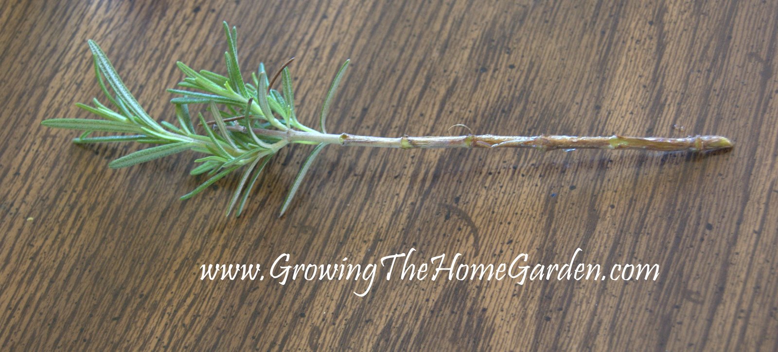 Propagate Rosemary in Water (The Herbs) Growing The Home Garden