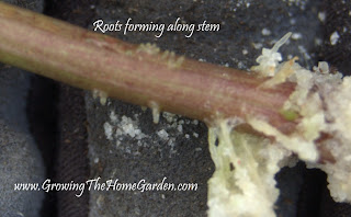 Rooting a Hydrangea through Cuttings