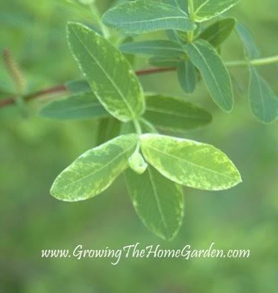 Dappled Willow Hedge