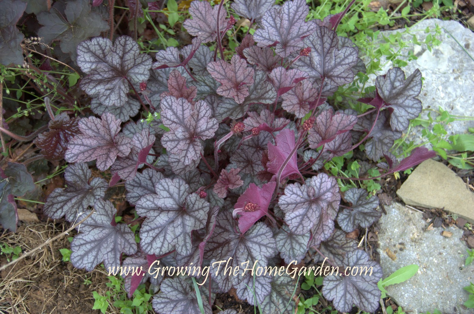 Heuchera Coral Forest