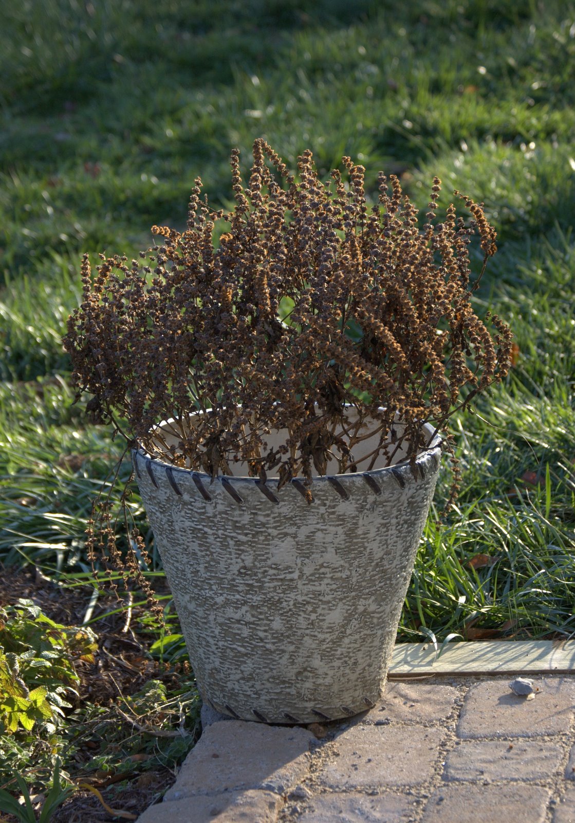 [Basil+Seed+Heads+11-2008-1b.jpg]
