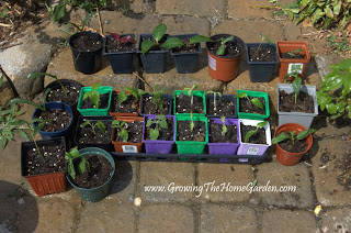 Plant Propagation, perennials