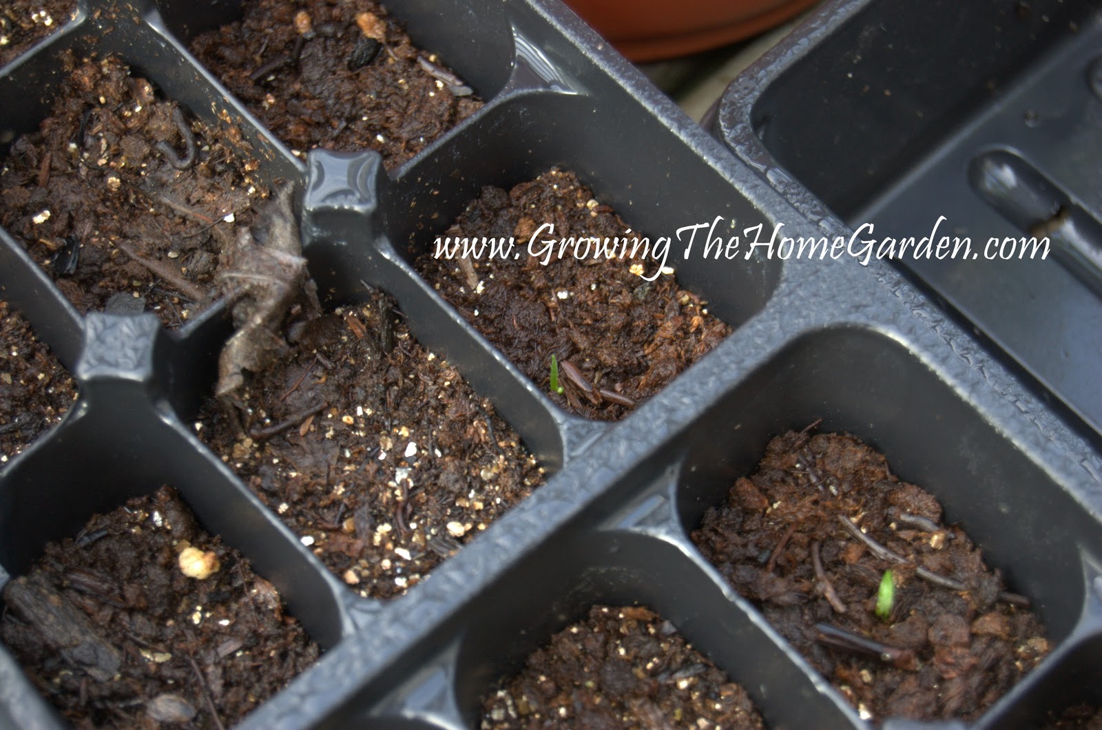 Growing Yuccas From Seed (Part 1) Growing The Home Garden