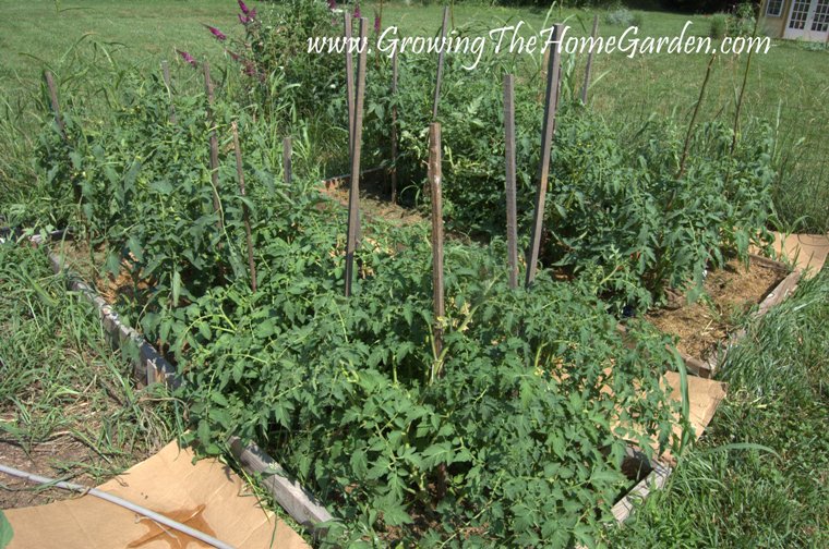 Vegetable Garden Tomatoes, Zucchini, and Cabbages Growing The Home