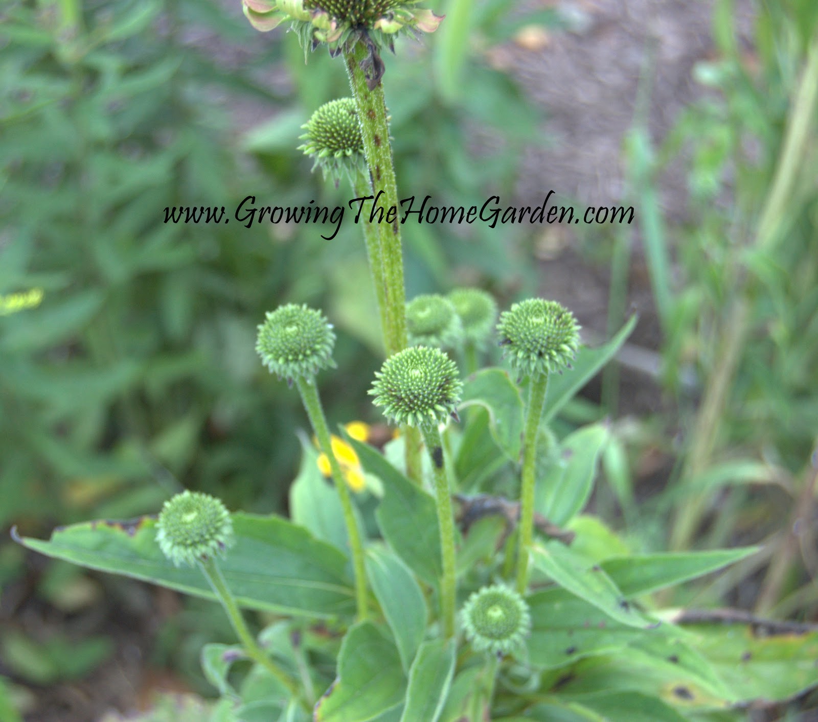 Aster Yellows and Coneflowers Growing The Home Garden