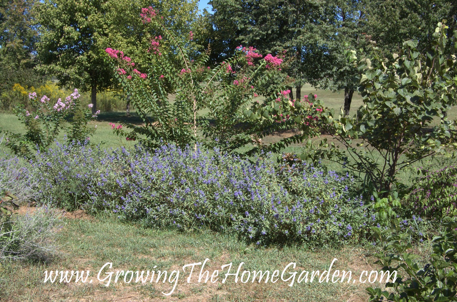 Forsythia Bush Hedge Forsythia Suspensa Custom Project On Www