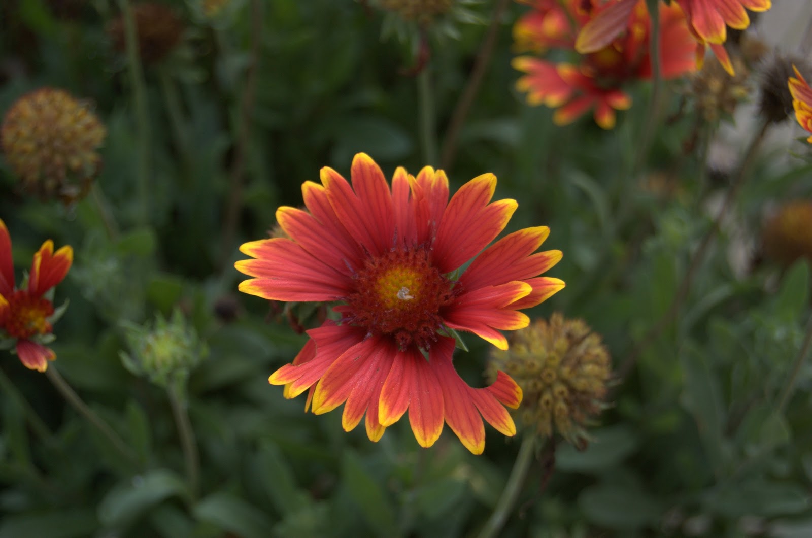 Wildflowers Blooming in September Growing The Home Garden